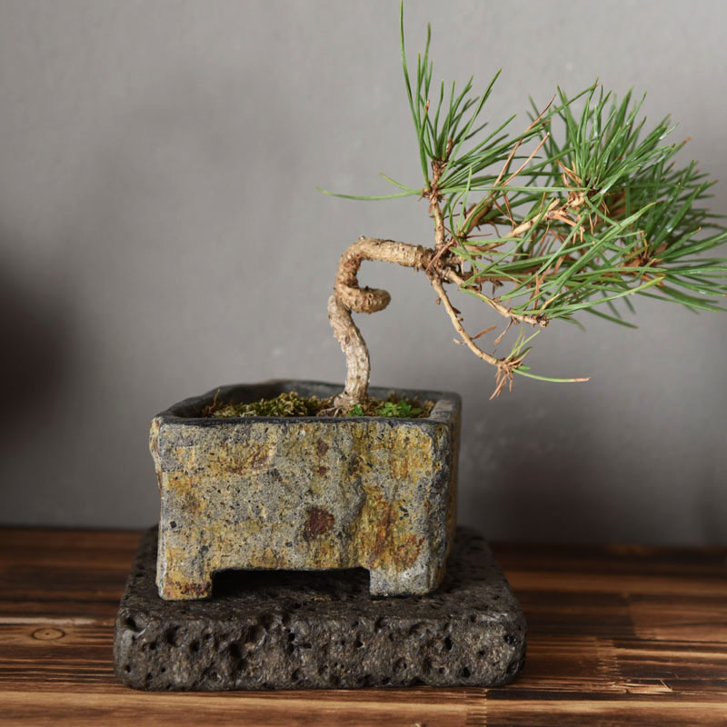 玄武岩天然石フラワーポット手作り多肉植物プランター屋内屋外デ - Bonsai Garden Indoor のレビューと価格