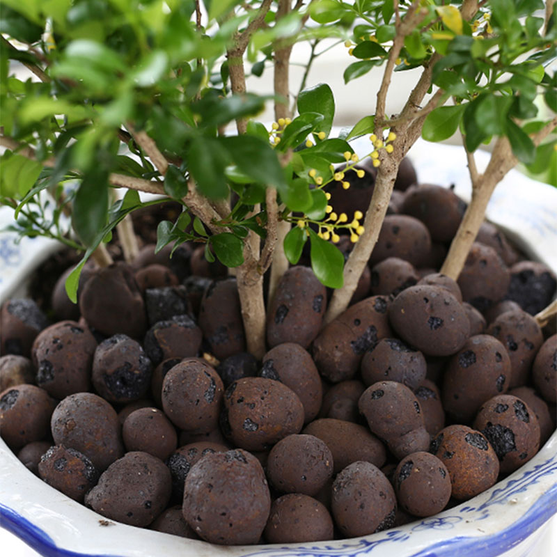 光セラミックサイトの小石,有機栽培,500g,蘭,メディア, - Sphagnum Moss Bag のレビューと価格